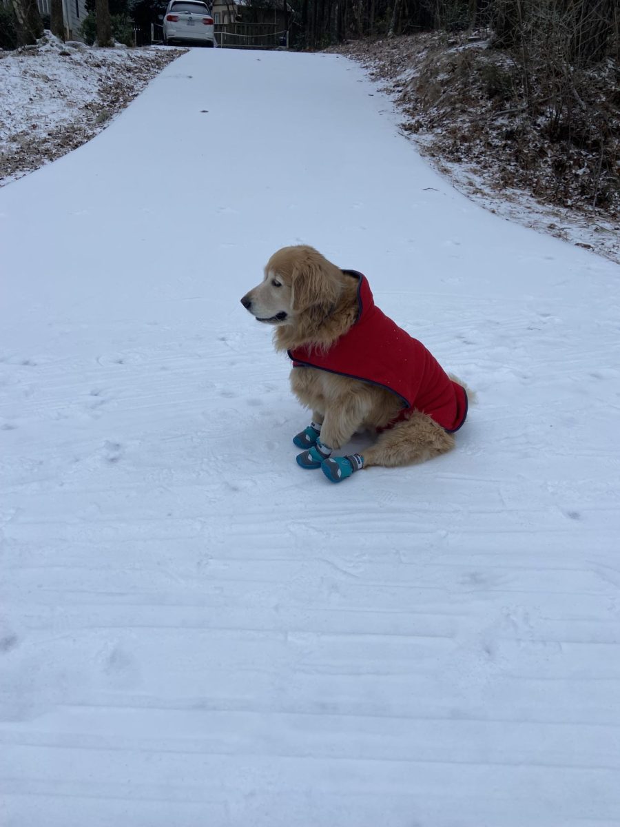 A solo shot of Junior Lucy Poitras's dog Bea in the snow.